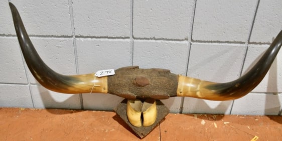 Set of Mounted Long Horn Steer Horns