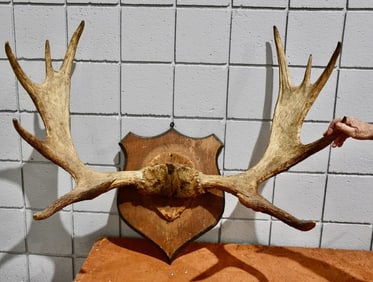 Large Set of Mounted Moose Antlers