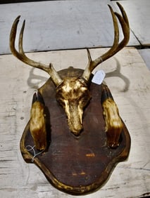 Deer Mount on Backboard
