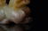 A Chinese Carved Jade Lion Ornament - 3