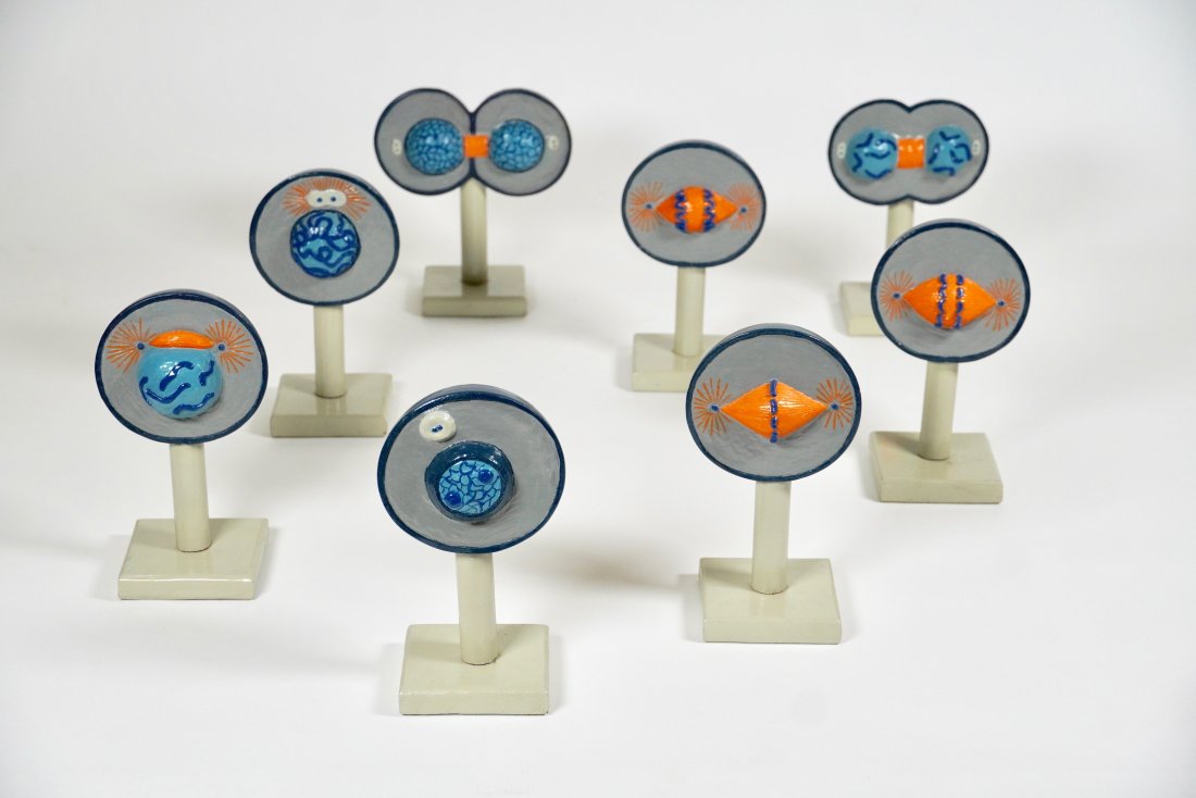 Set of Vintage 1960s Handmade Mitosis Scientific Models (1 of 3)
