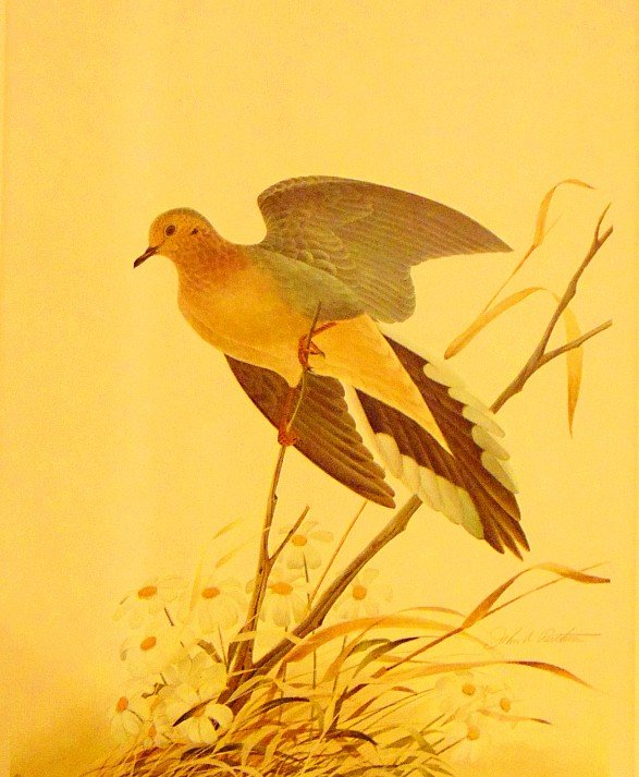 John A. Ruthven (1924-2020): Limited Edition: John A. Ruthven / USA / Mourning Dove / Facsimile signed / Limited Edition Print #79 of 3000 / 20x16 inches / Provenance: Private Collector