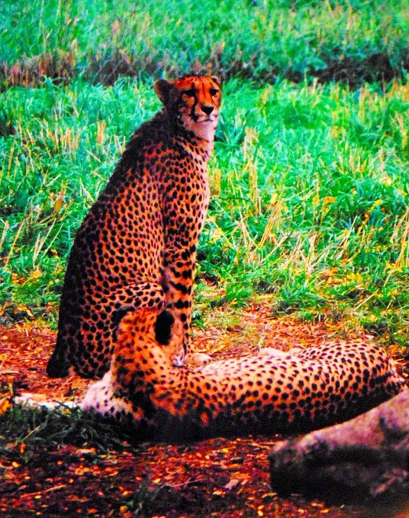 ORourke: Cheetahs - Limited Edition (1 of 4)