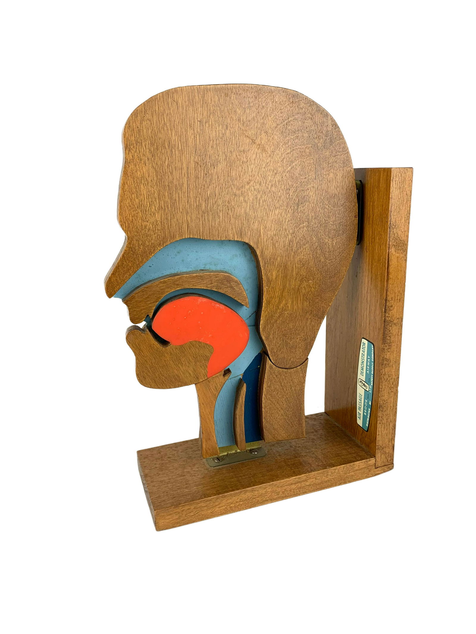 Mid Century Air Passage Medical Model (1 of 8)