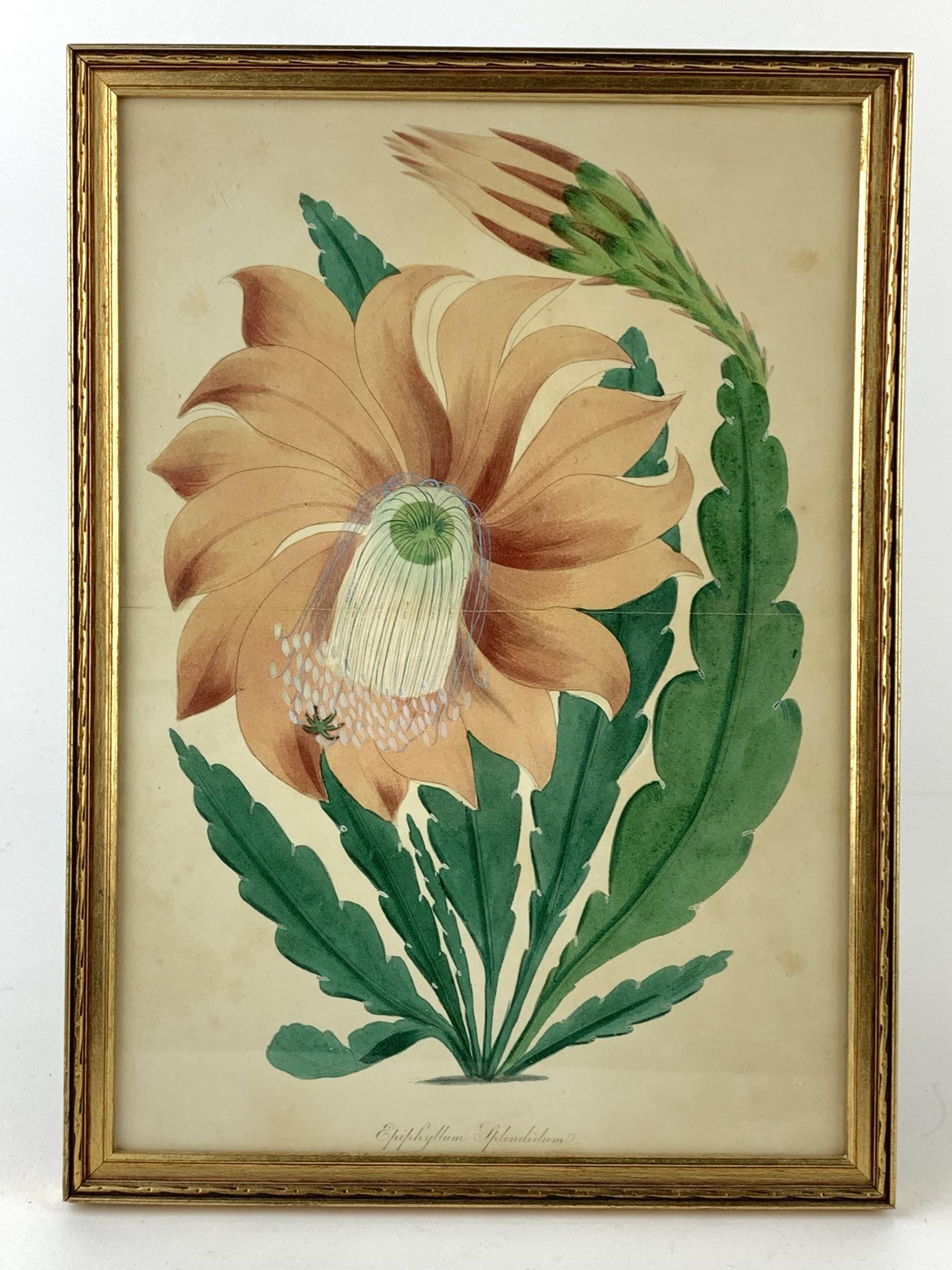 Antique 1830s Hand Colored Floral Print (1 of 5)
