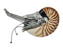 Nautilus Shell & Pewter Sculpture