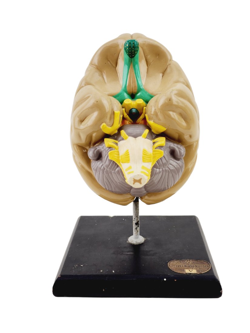 1950s J.F. Mueller Ward for Girard Bilological Model Brain (1 of 6)