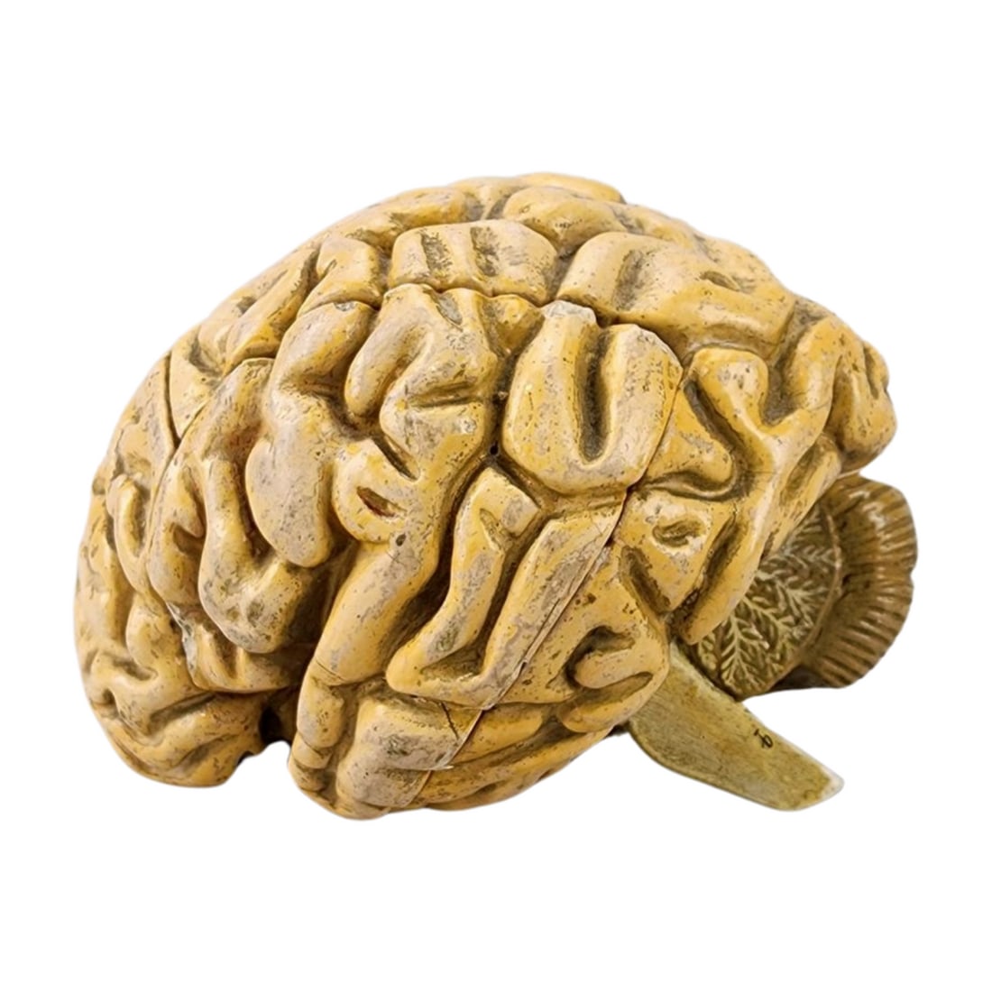 Antique Auzoux Model of Brain (1 of 5)