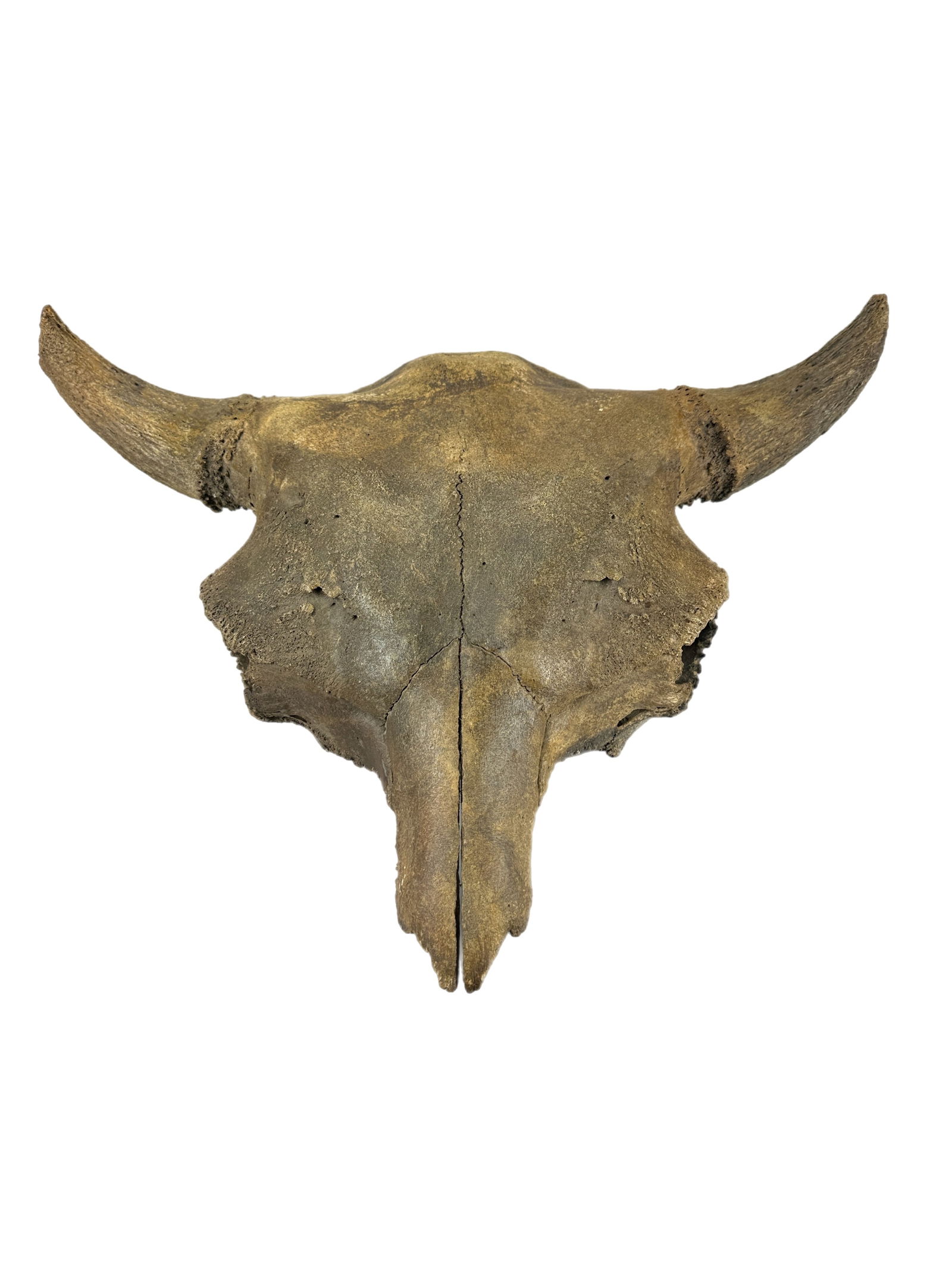 Bison Antiquus Fossil Skull, Kansas (1 of 8)