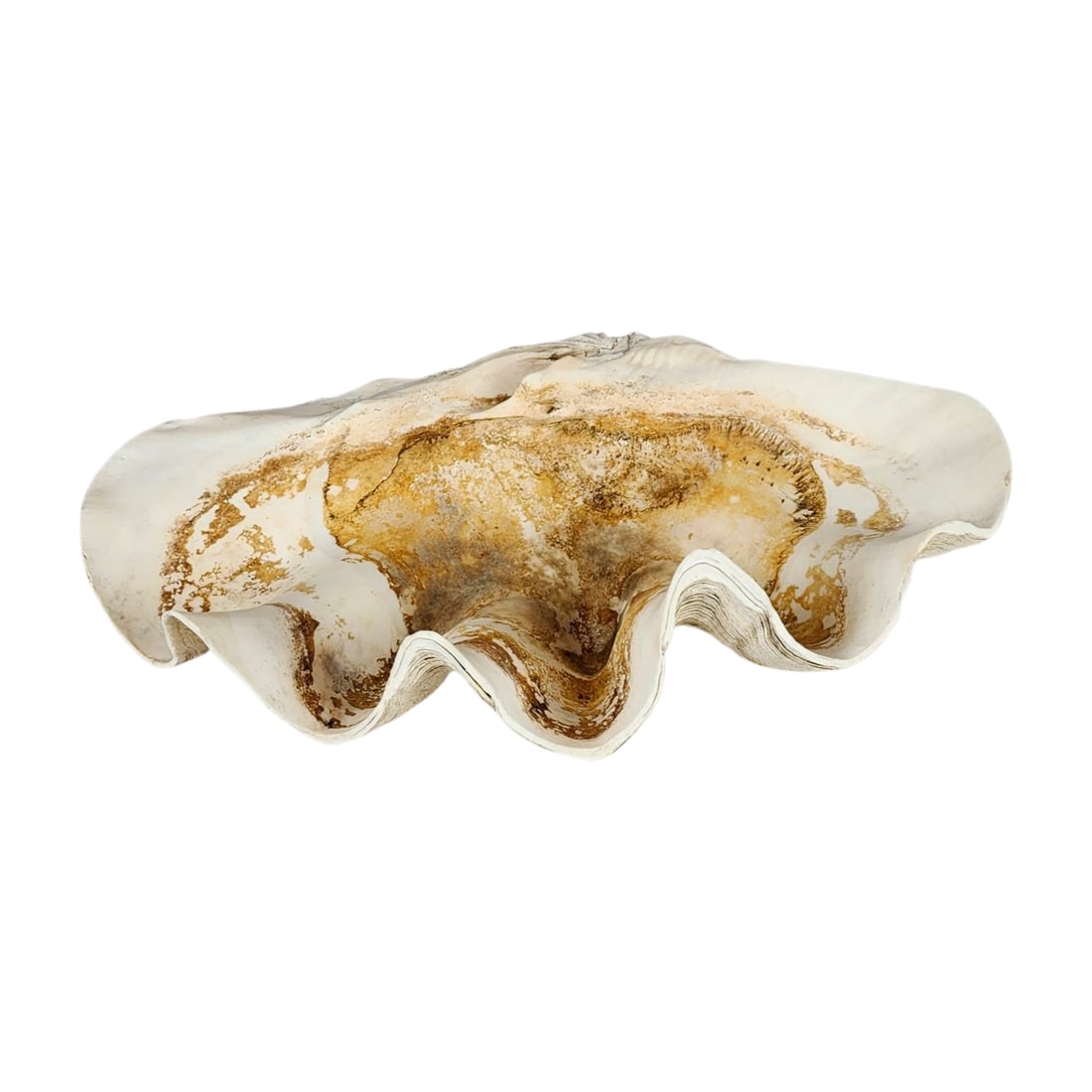 Large Natural Clam Shell Seashell (1 of 5)