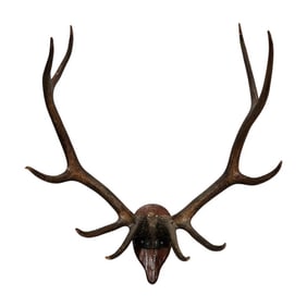 Large Monumental 10 Point Elk Rack Antlers