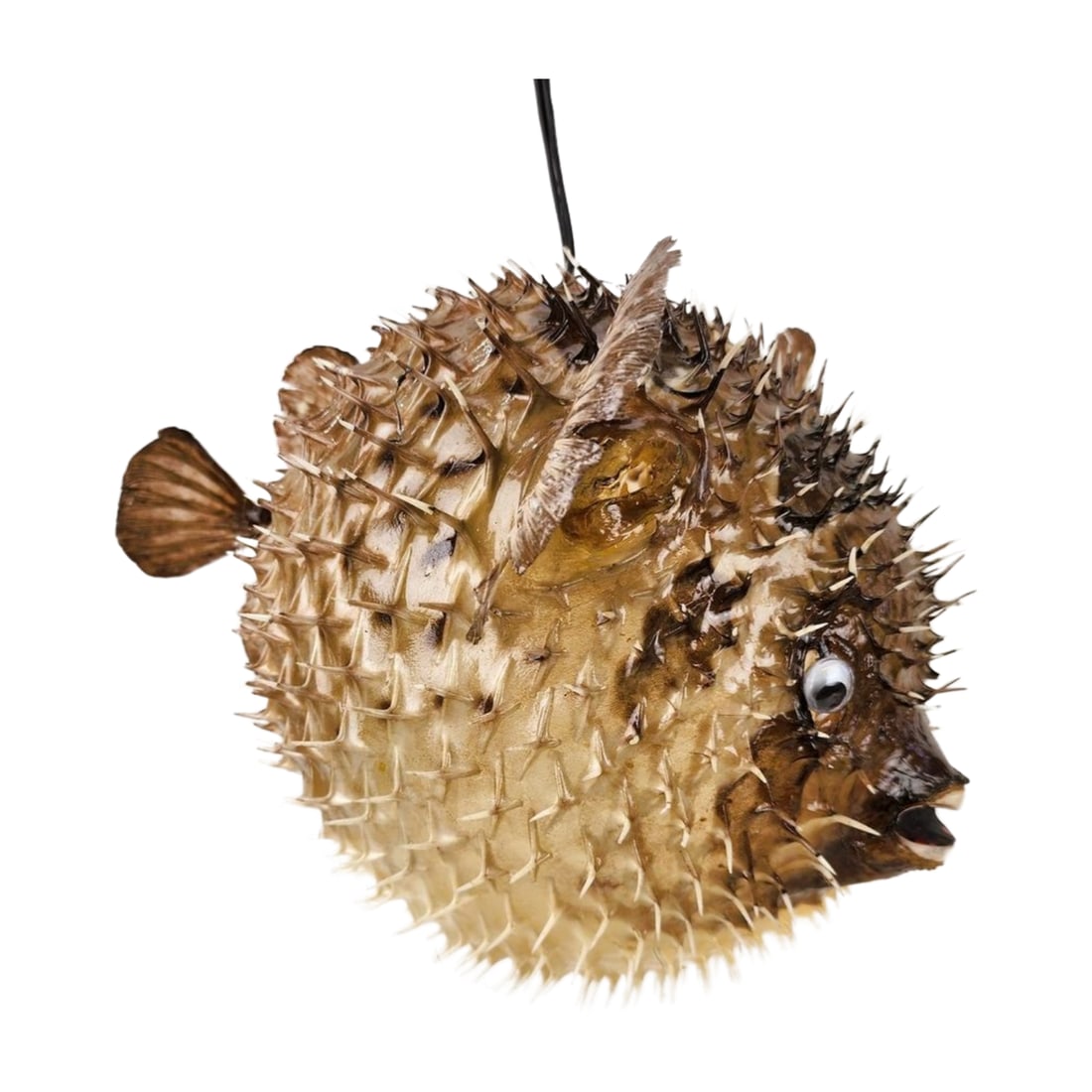 Vintage Puffer Blowfish Taxidermy Hanging Light Pendant: Taxidermy real puffer fish hanging light pendant. Measures 12" x 9".