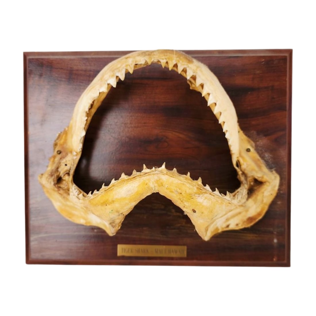 Mounted Shark Jaw Plaque Hawaii: Vintage Tiger shark mouth mounted on wood plaque from Maui, Hawaii with badge on front. Measures 11" x 8" x 5 1/2" on 10 1/2" x 13" plaque.
