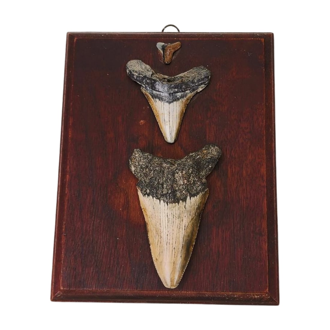 Shark Tooth & Megalodon Tooth on Wood Plaque (1 of 4)
