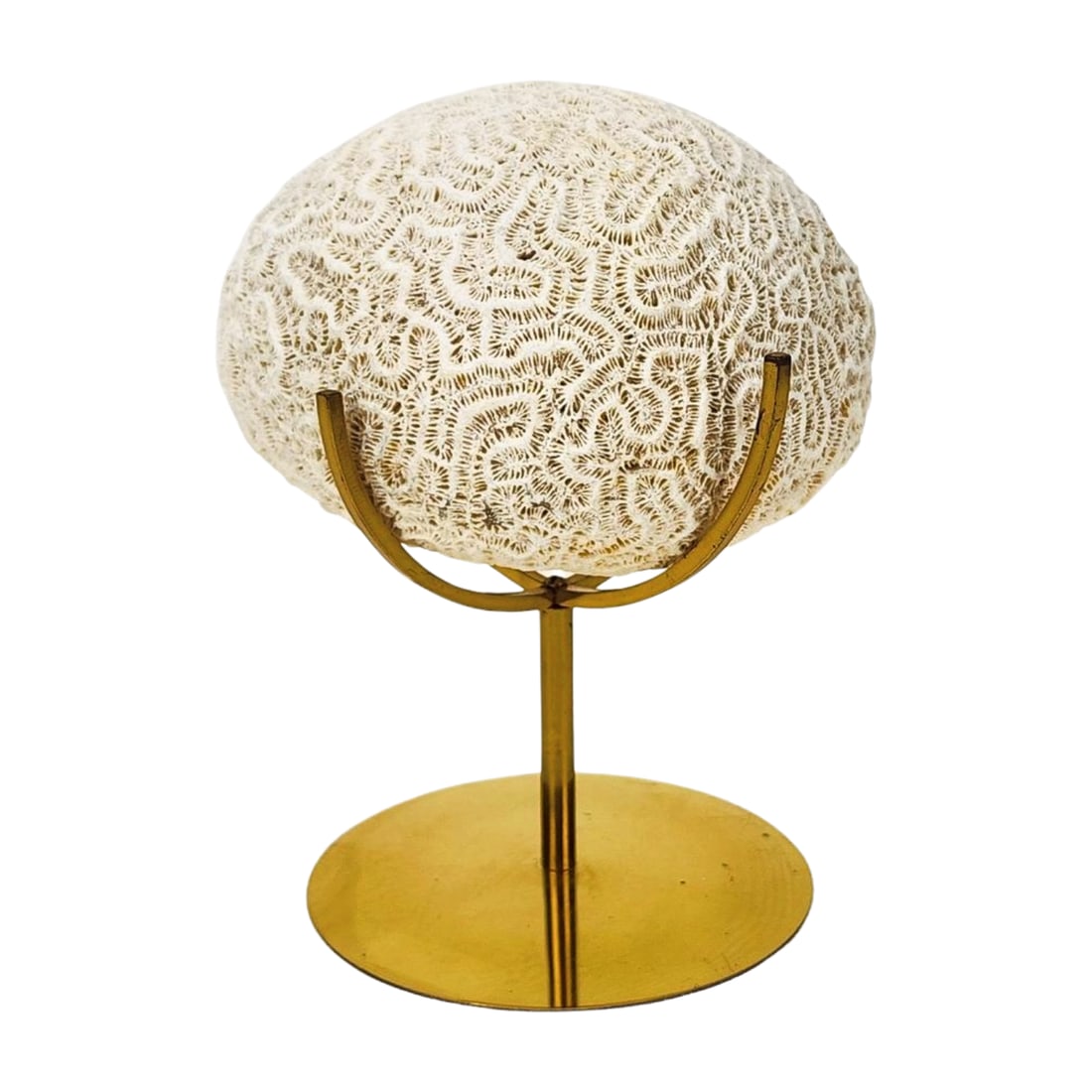 Natural Brain Coral Specimen w/ Stand: Brain coral specimen with brass tone metal stand. Measures 5" x 4" x 2 1/2" coral and 4" stand.