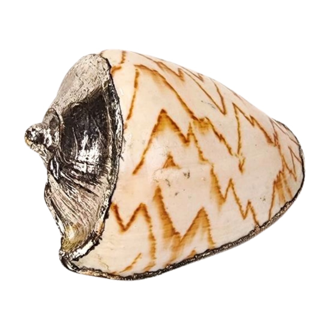 Buccellati Style Silver Overlay Noble Volute Seashell (1 of 5)