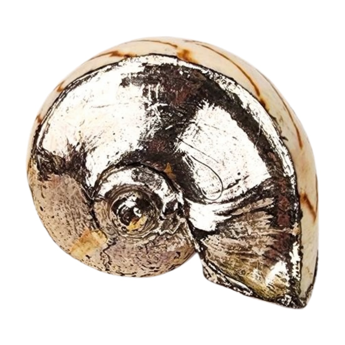 Buccellati Style Silver Overlay Noble Volute Seashell - 3