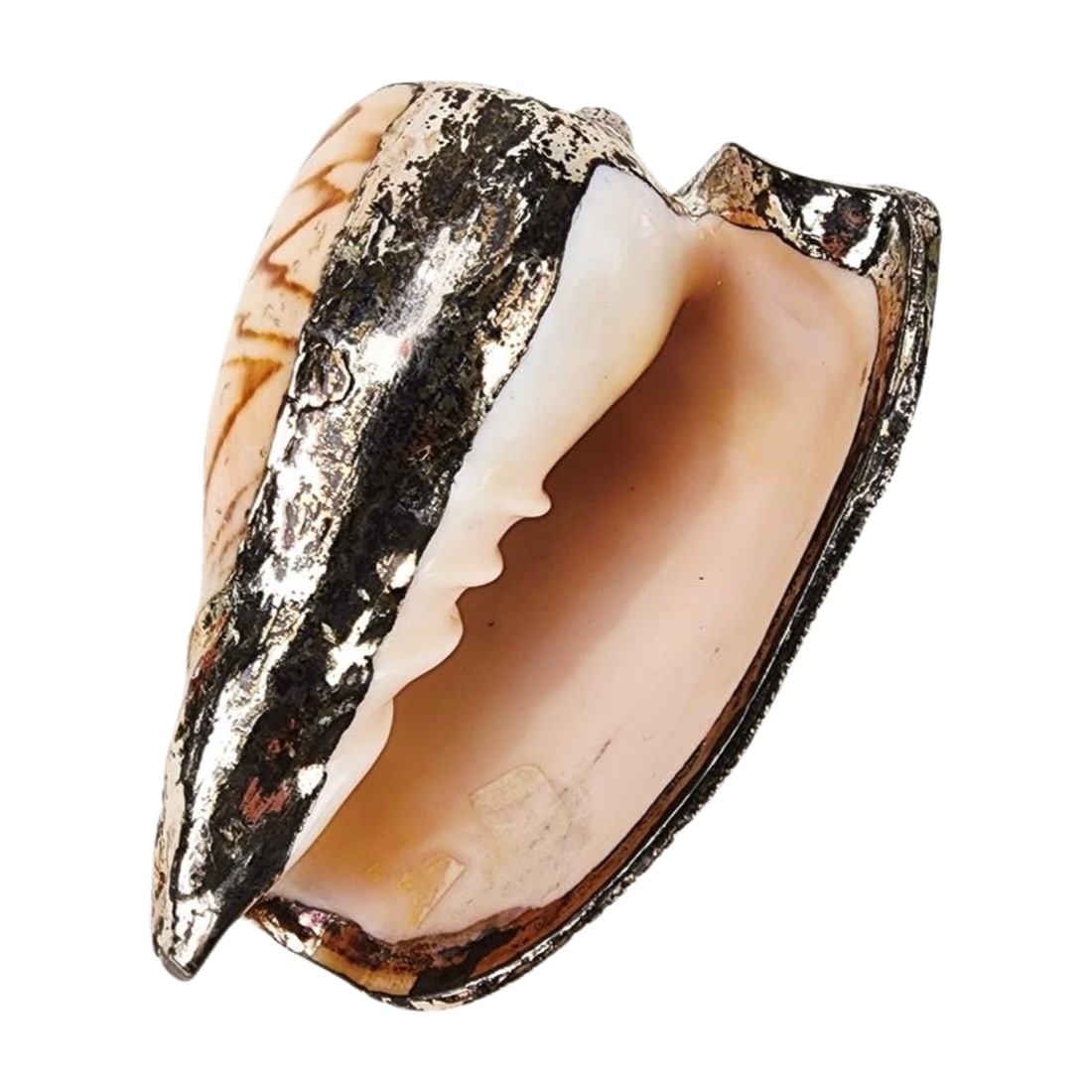 Buccellati Style Silver Overlay Noble Volute Seashell - 5