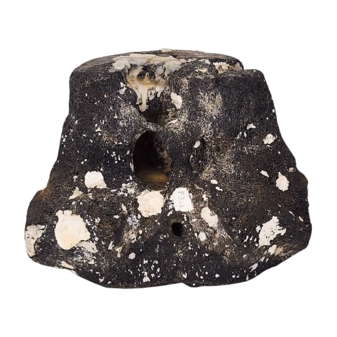 Fossilized Whale Bone Vertebrae: Fossilized whale vertebrae specimen with inventory number tag. Measures 5" x 7" x 4 1/2".