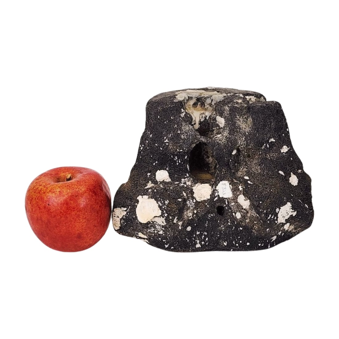 Fossilized Whale Bone Vertebrae - 3