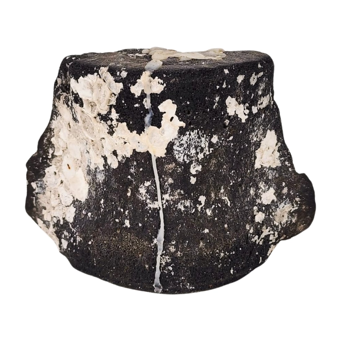 Fossilized Whale Bone Vertebrae - 4