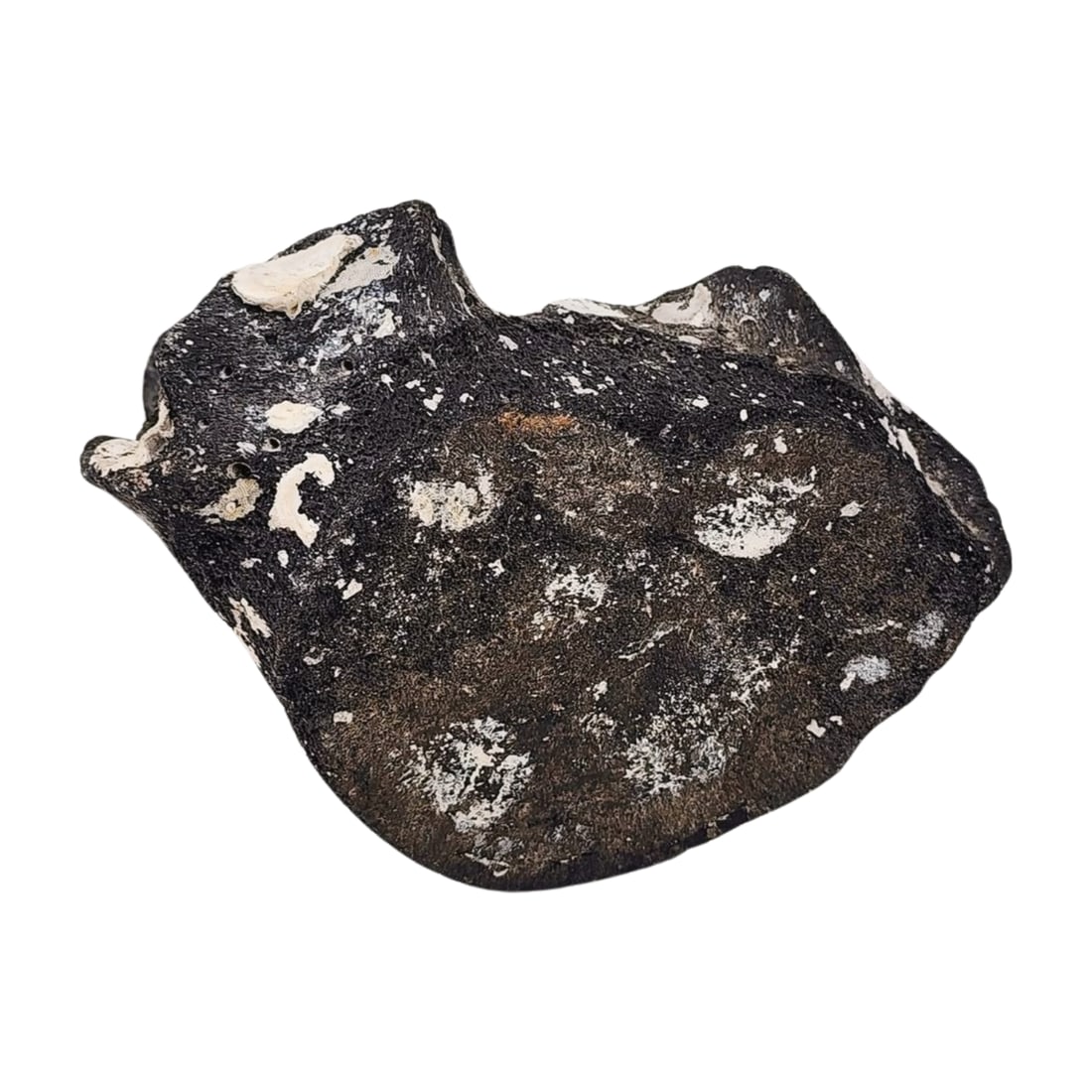 Fossilized Whale Bone Vertebrae - 5