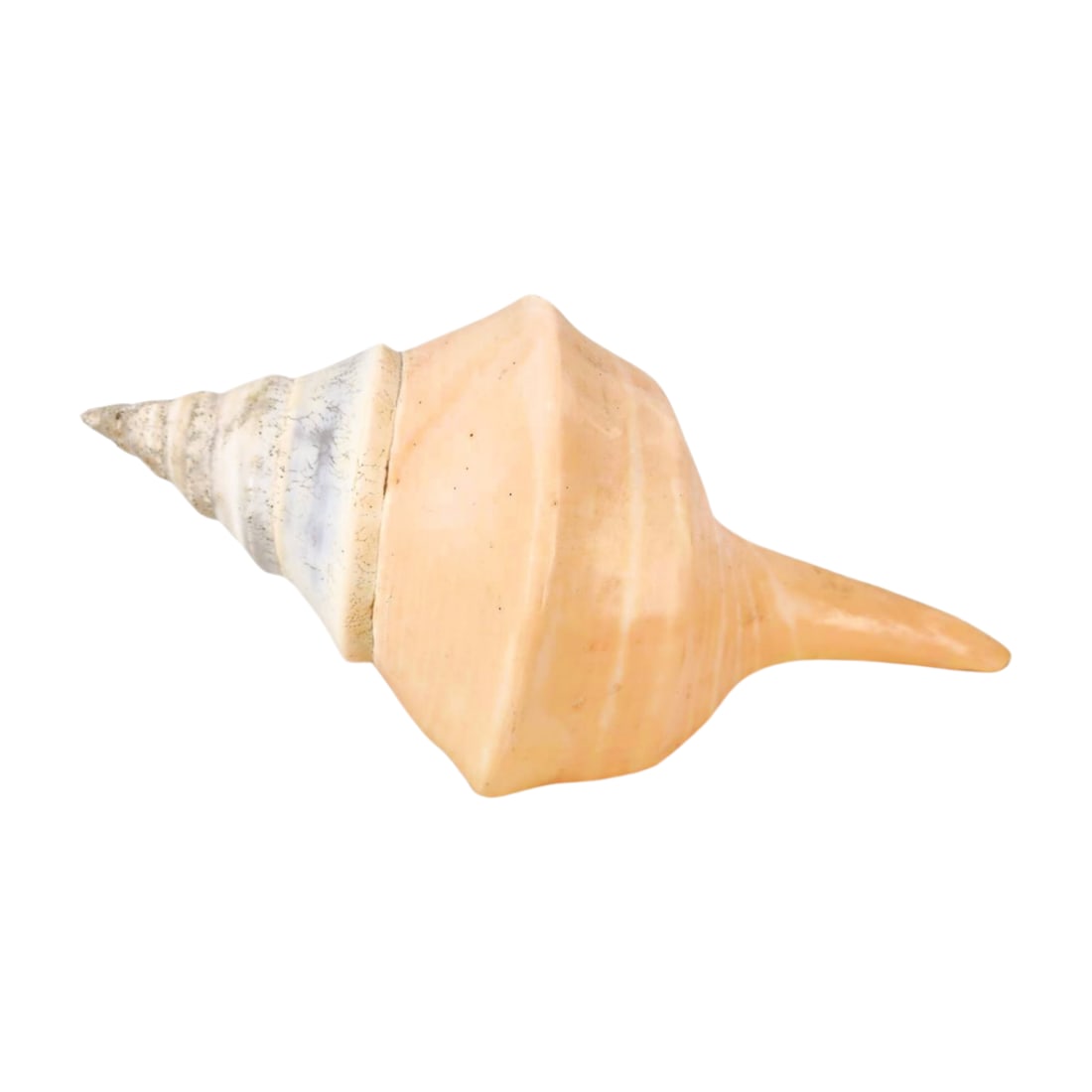 Large Marine Snail Syrinx Aruanus Australian Trumpet Sea Shell (1 of 4)