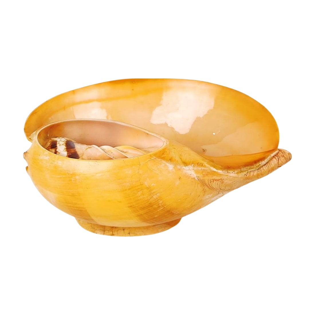 Large Polished Melo Melo Shell Scorpion Bowl (1 of 5)