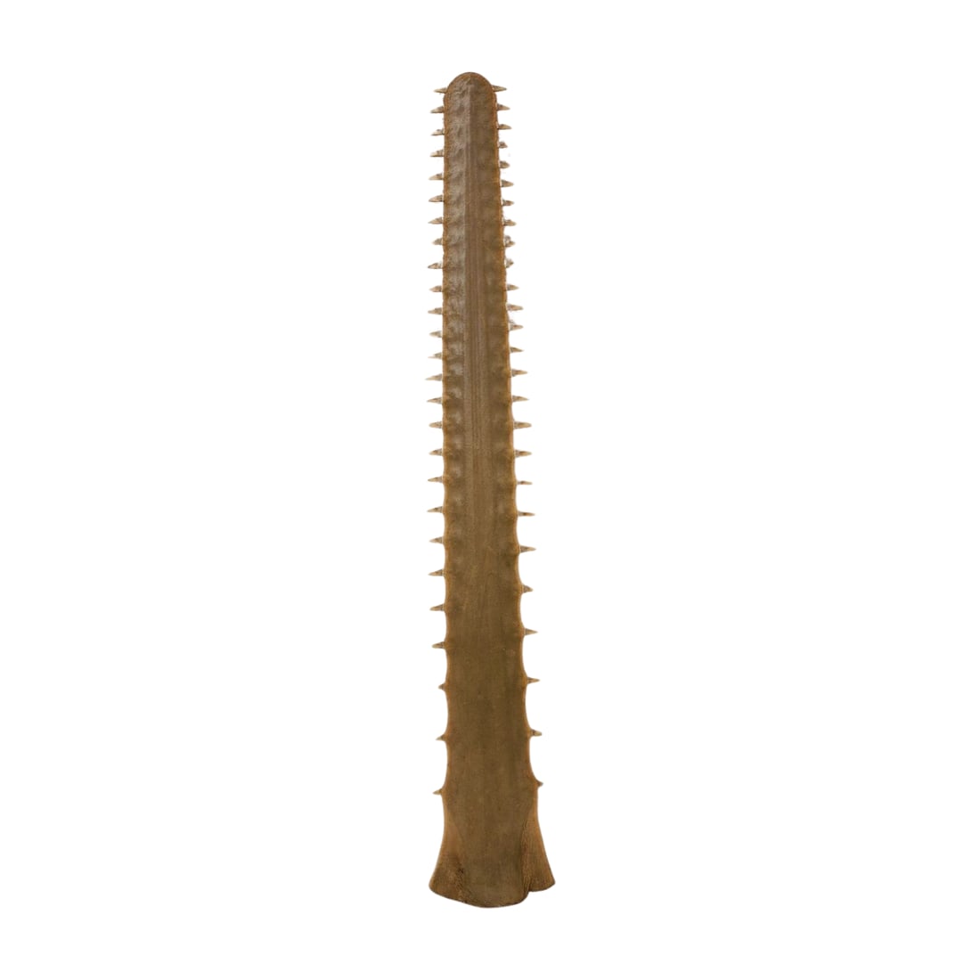 Large Antique Sawfish Rostrum Bill Specimen (1 of 9)