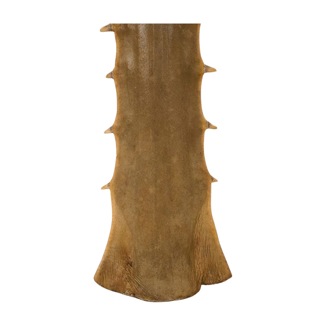 Large Antique Sawfish Rostrum Bill Specimen - 3