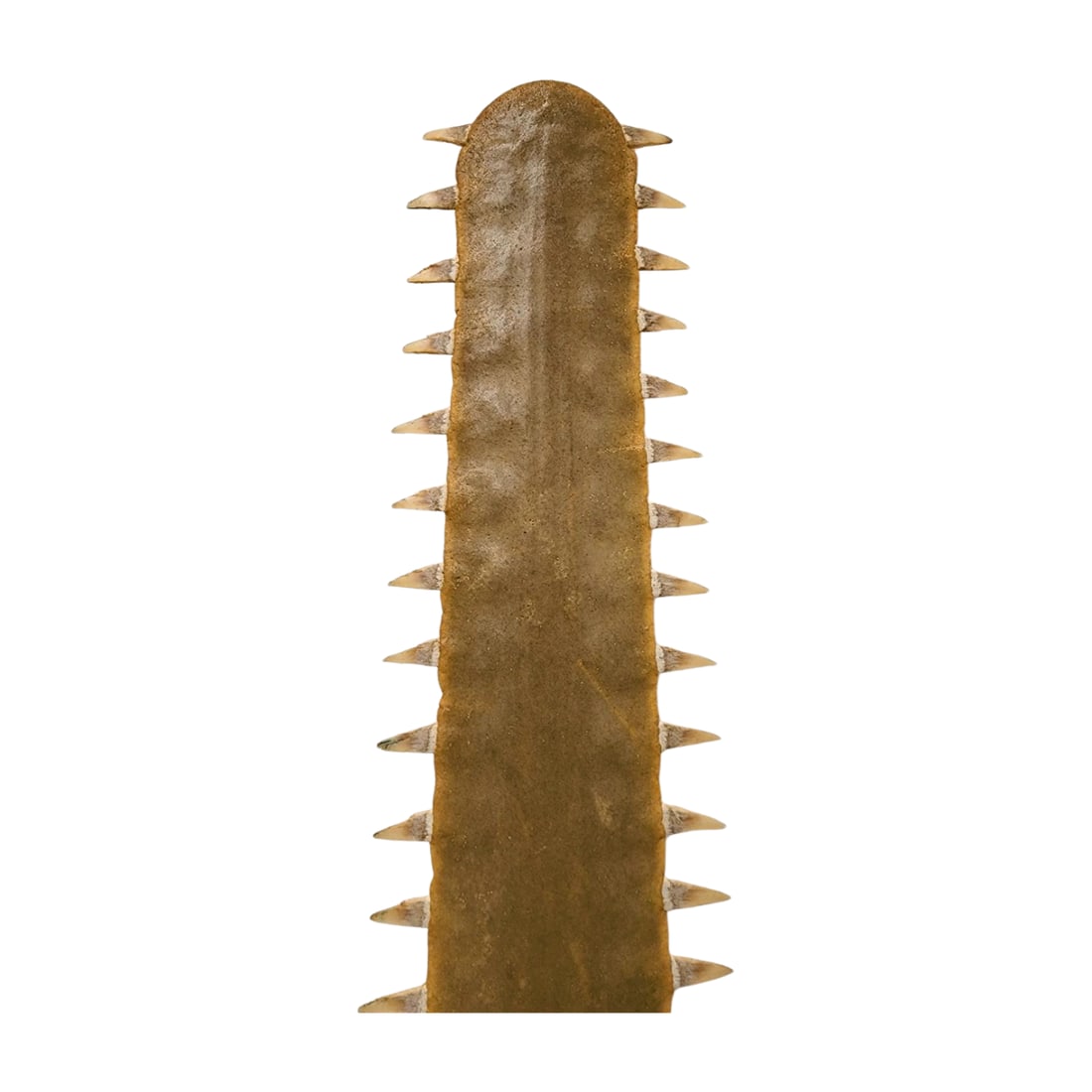 Large Antique Sawfish Rostrum Bill Specimen - 5