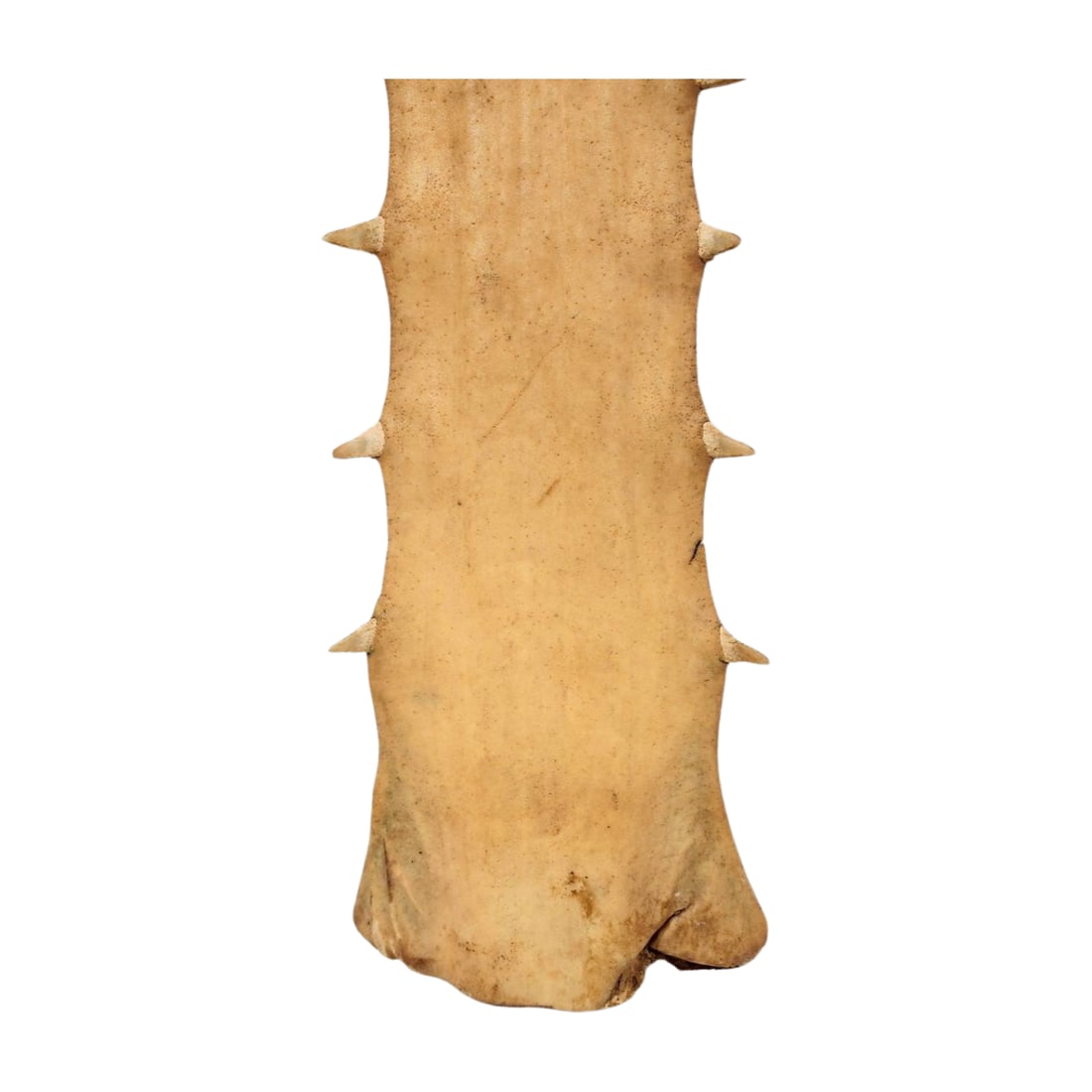 Large Antique Sawfish Rostrum Bill Specimen - 7