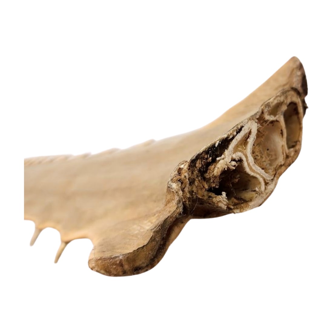 Large Antique Sawfish Rostrum Bill Specimen - 9