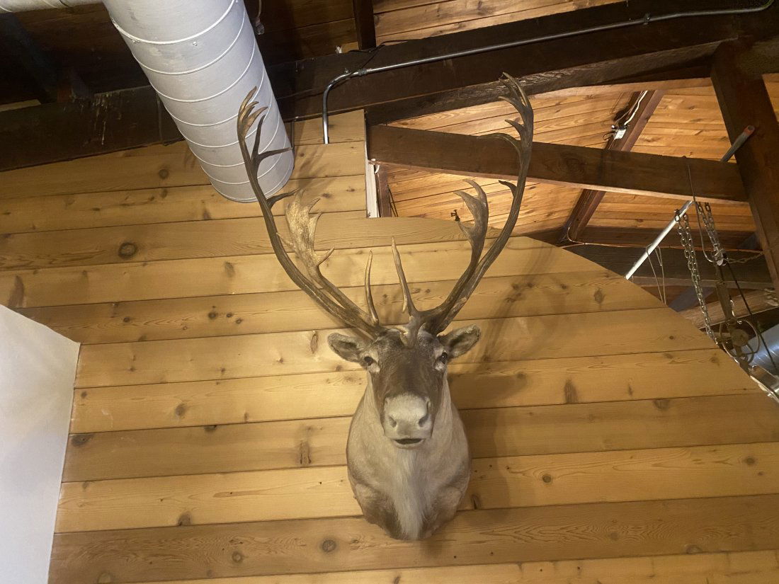 Caribou Head Mount (1 of 7)