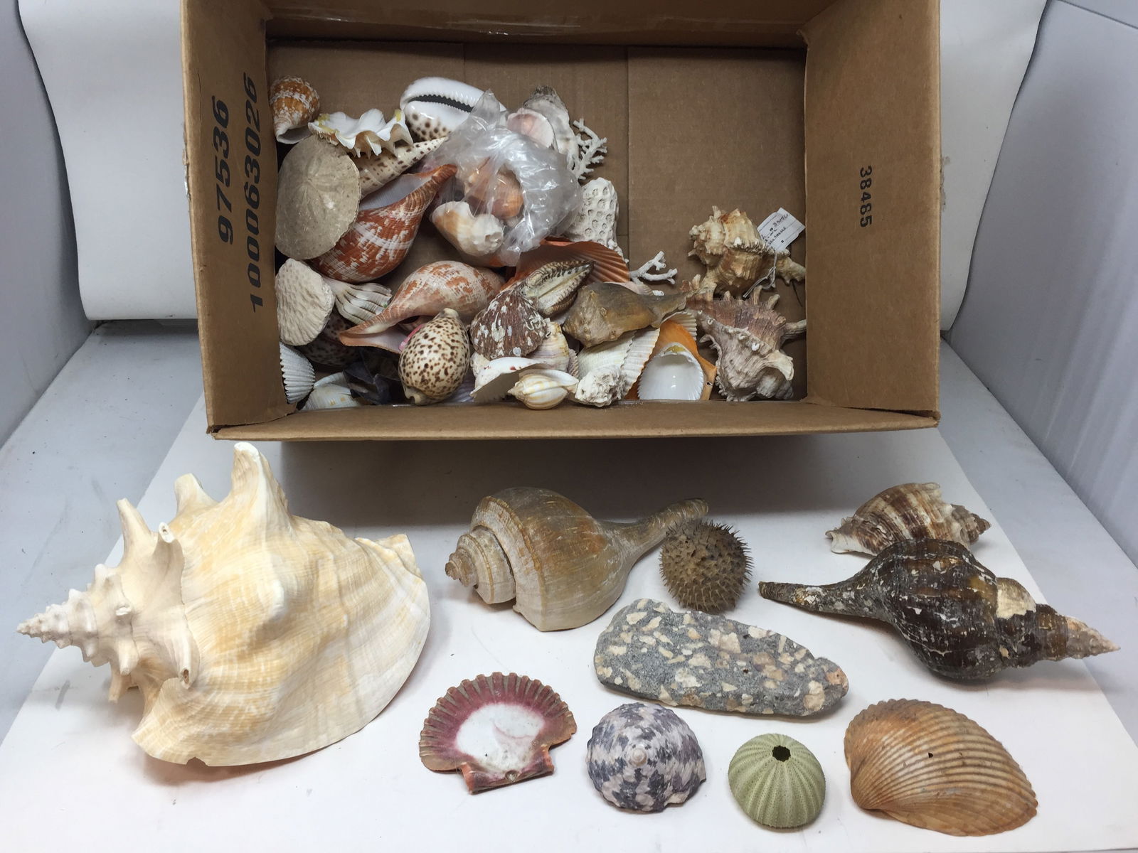 Large Selection of Sea Shells (1 of 3)