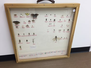 Insect Display