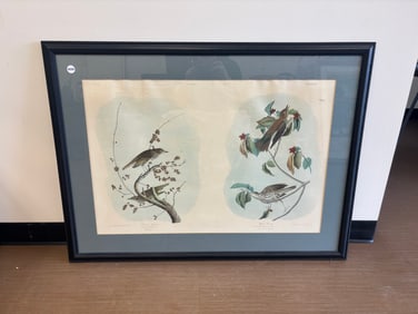 Audubon Chromolithograph