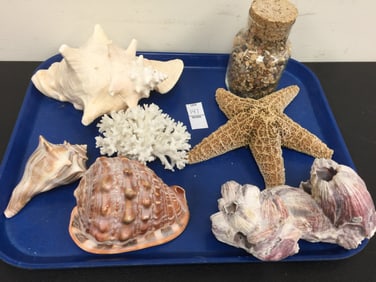 Grouping of Sea Shells
