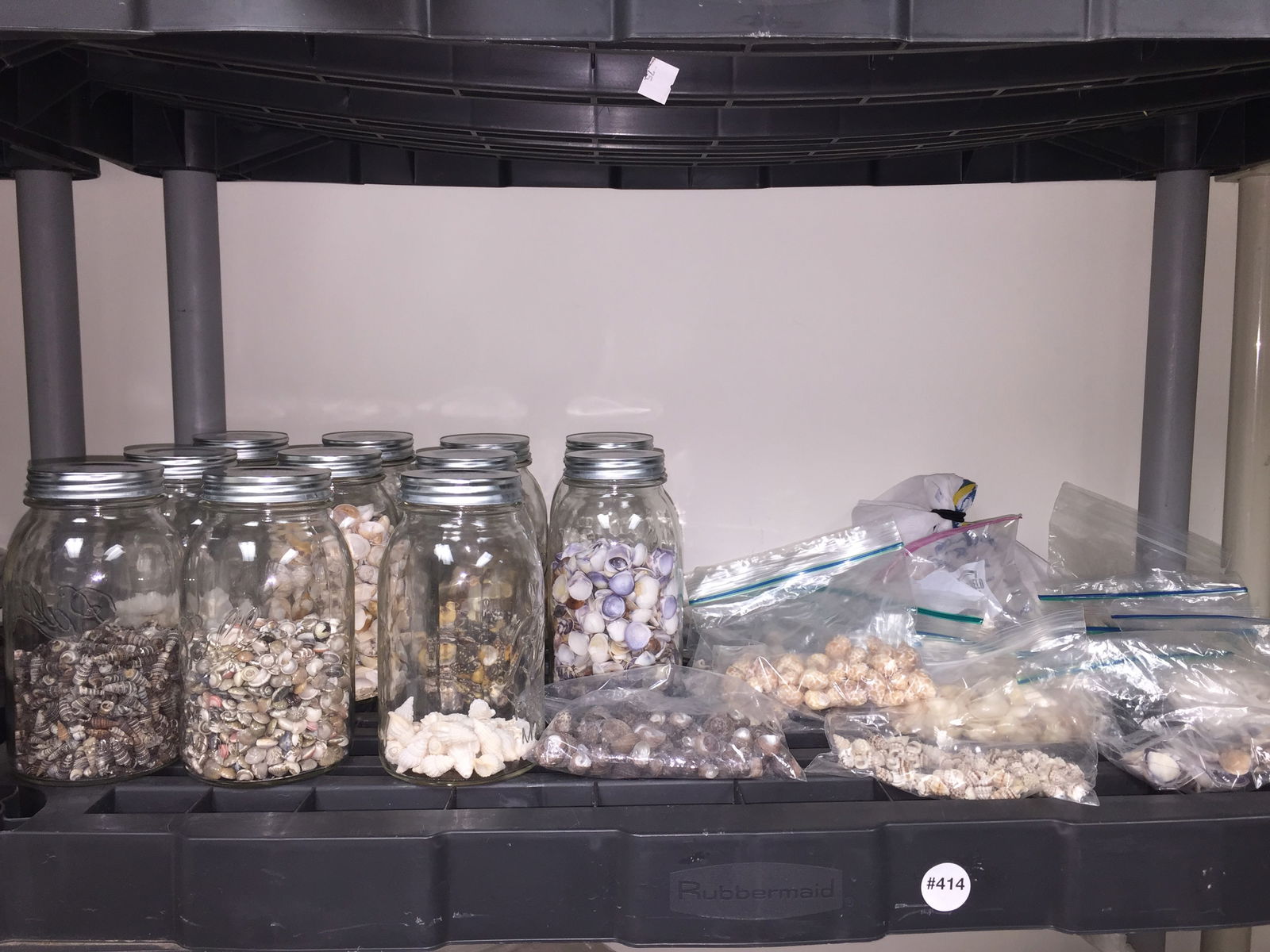 Grouping of Mixed Seashells (1 of 4)