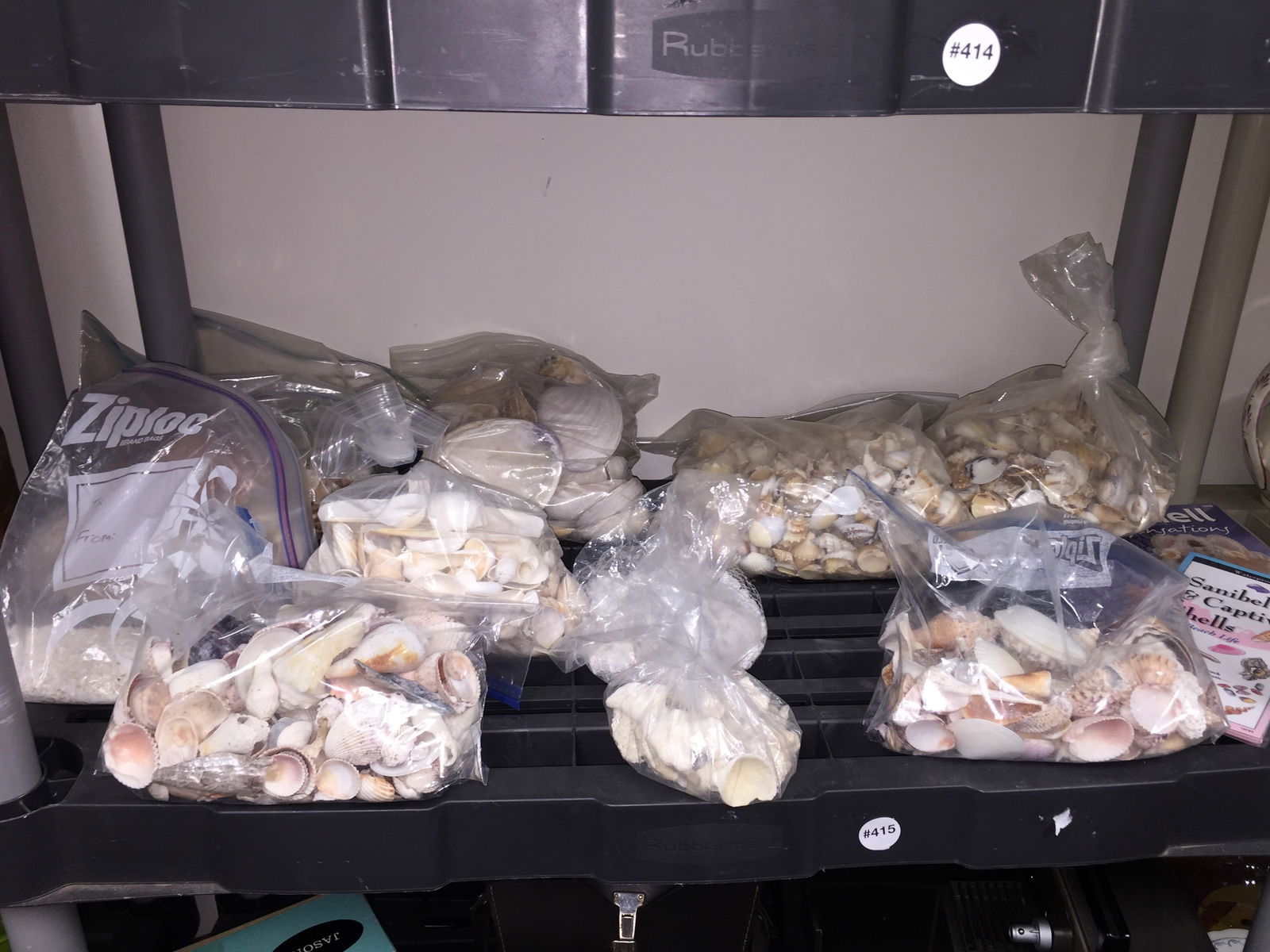 Grouping of Mixed Seashells (1 of 5)