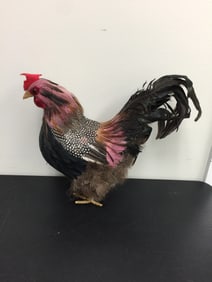 Taxidermy Rooster Mount
