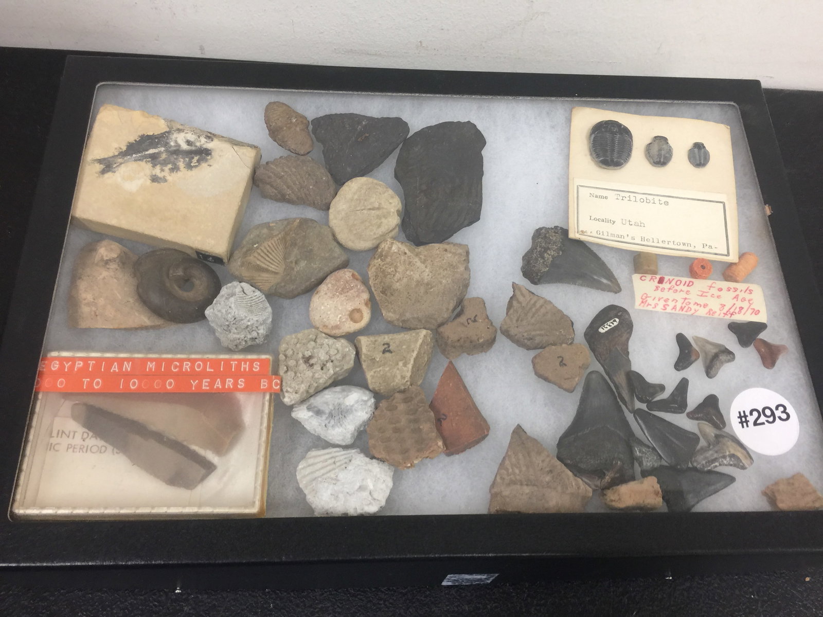 Fossils and Shark Teeth: assorted specimens plus.