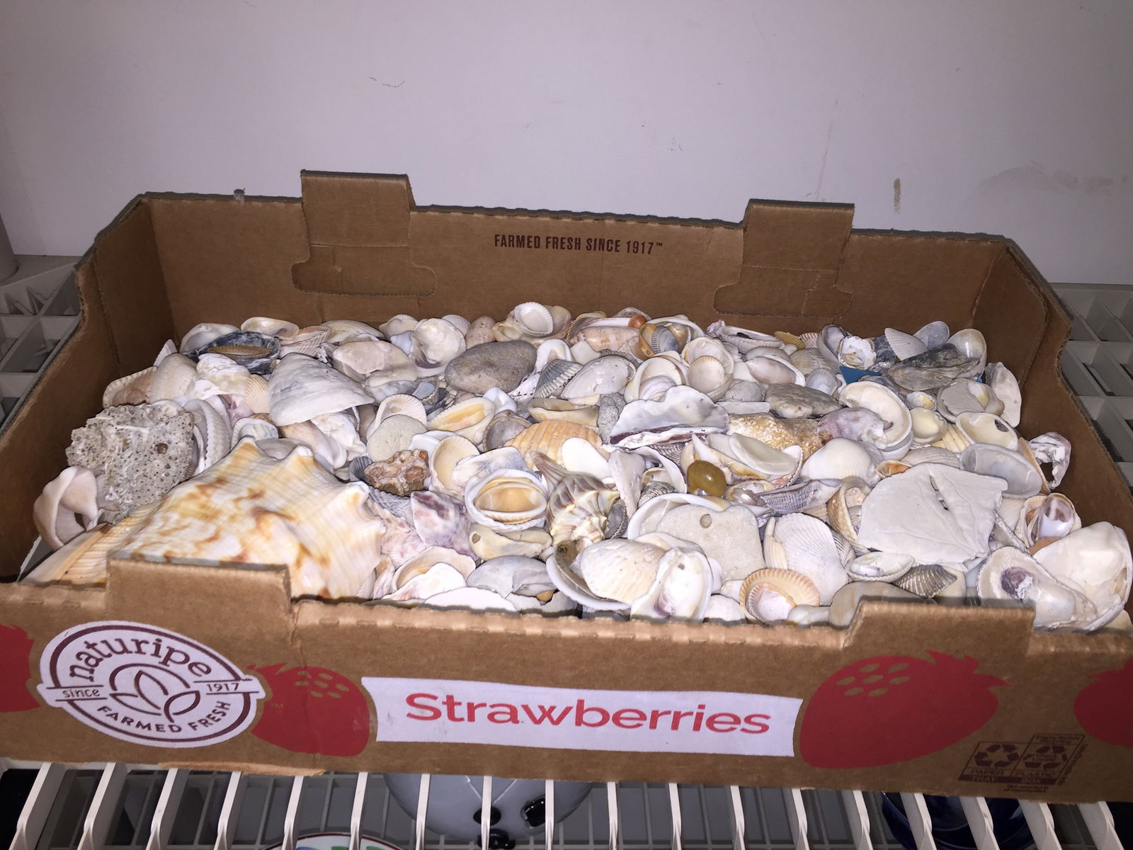 Seashells: assorted decorative seashells.