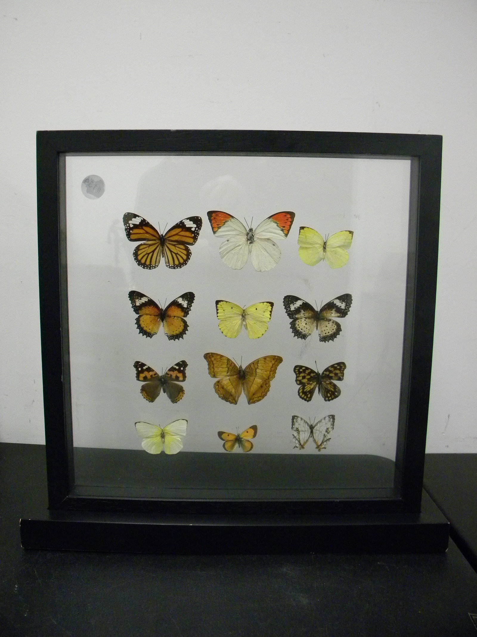 Framed Butterfly Display: nine framed butterflys, 17"x18".