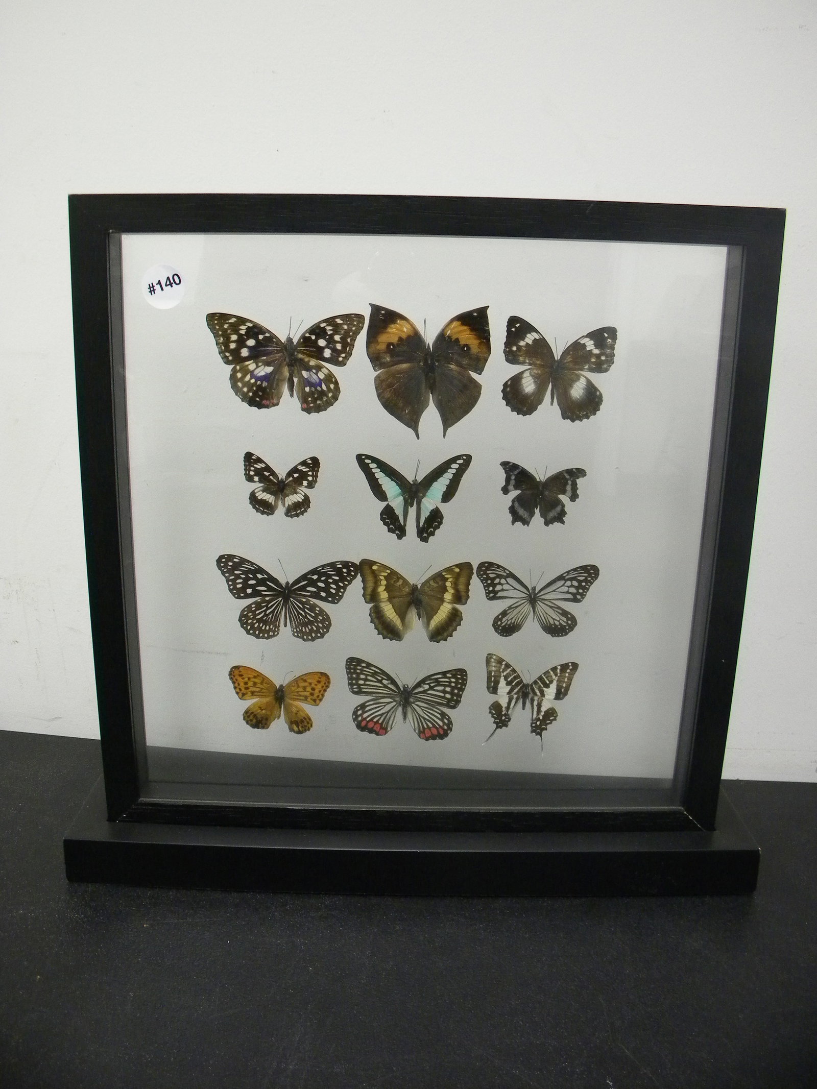 Framed Butterfly Display: nine framed butterflys, 17"x18".