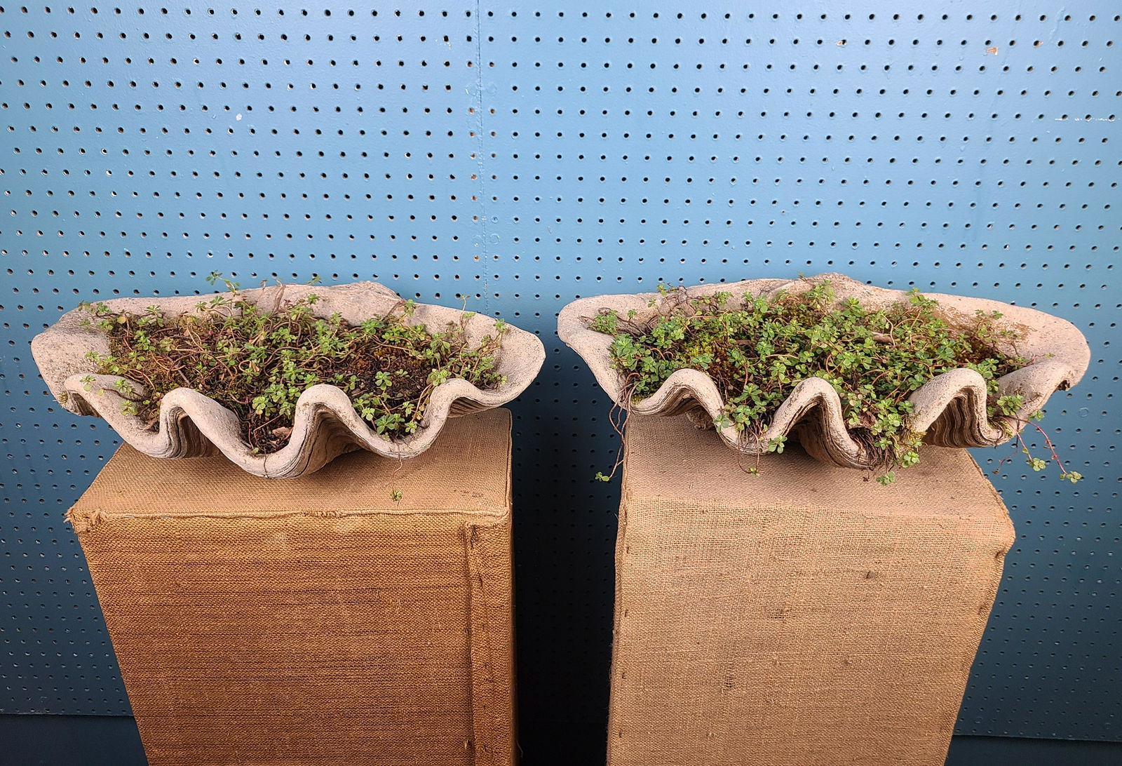 Lot of 2 Antique Cement Garden Clam Shells (1 of 5)