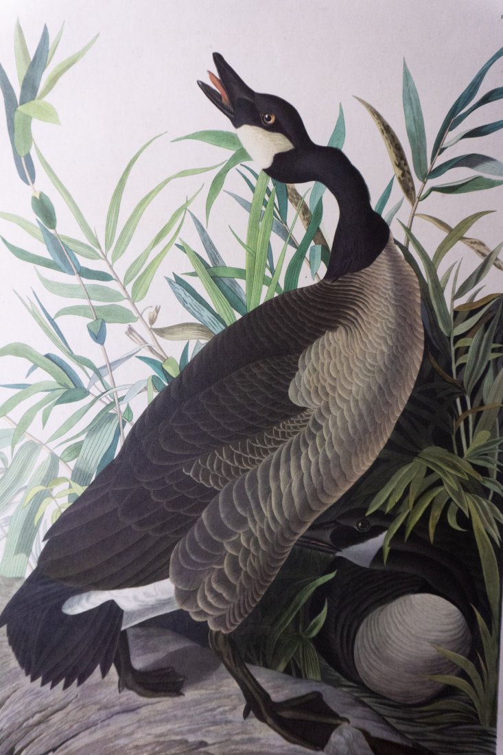 Canada Goose, John James Audubon (1 of 6)