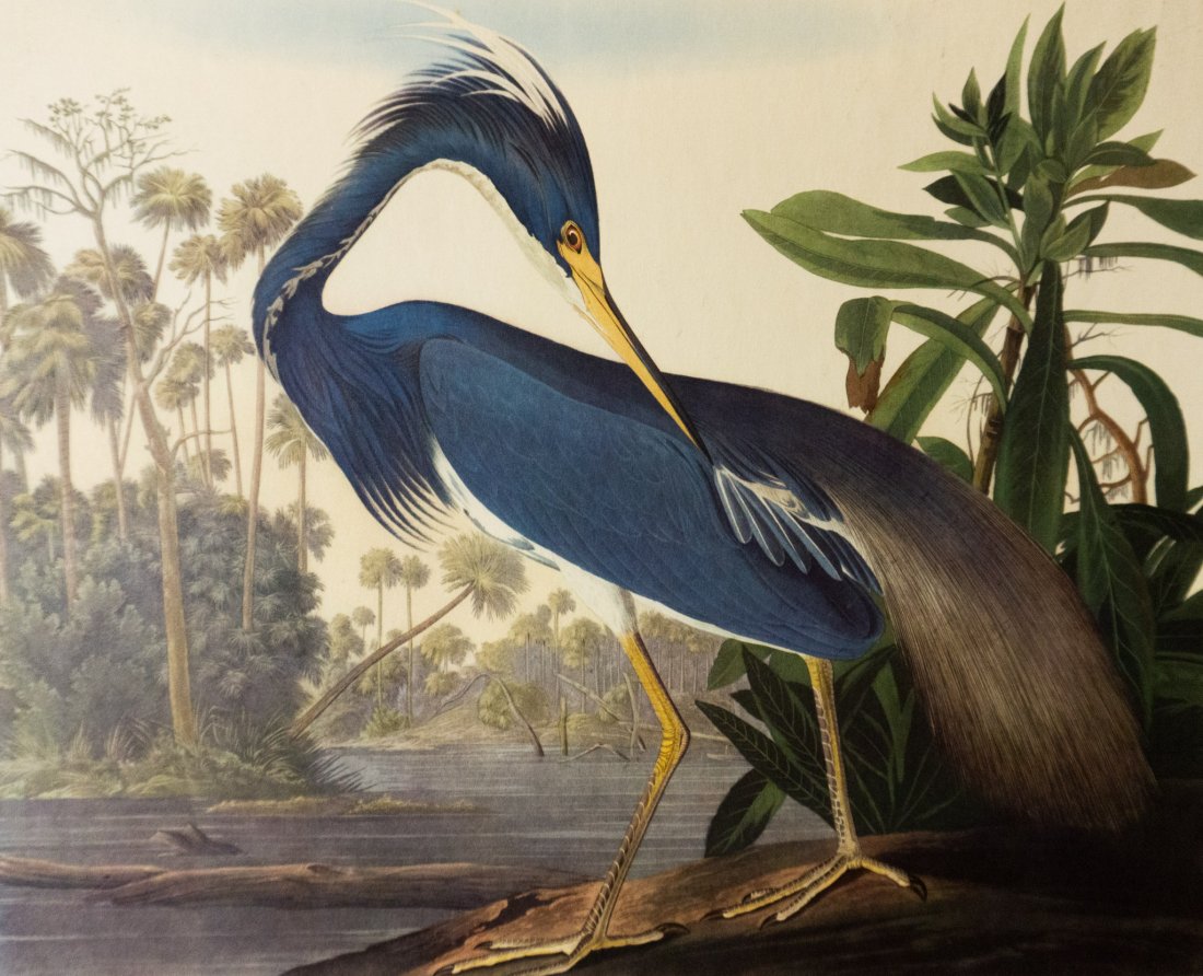 Louisiana Heron by John J. Audubon (1 of 7)