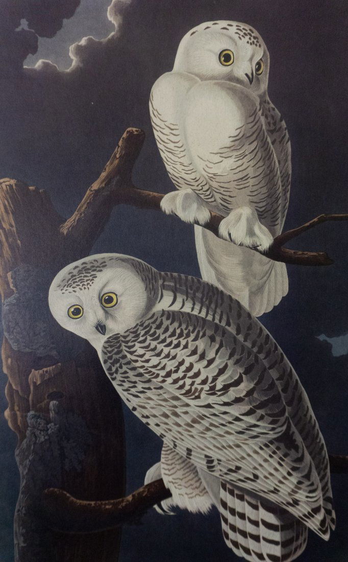 "Snowy Owls" John James Audubon (1 of 6)