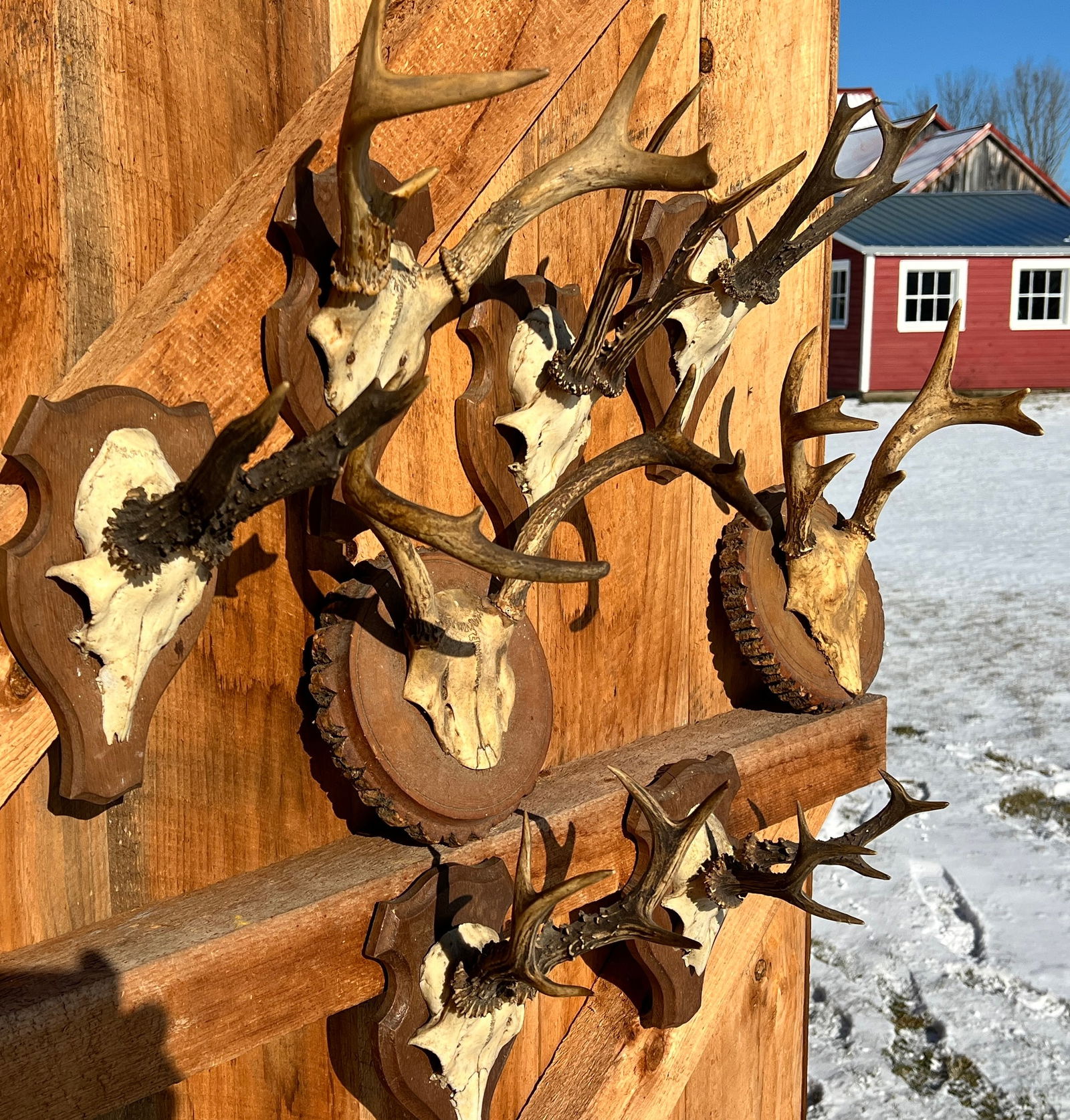 Group of Antique Black Forest & Adirondack Deer Antler Mount Trophies (1 of 7)